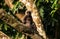 Juvenile Nilgiri Langur, Topslip, India