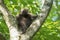 Juvenile North American Porcupine