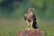 Juvenile northern goshawk with a mouse