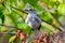 Juvenile Northern Mockingbird