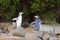 Juvenile NZ Yellow-eyed Penguins or Hoiho on shore