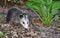 Juvenile Opossum in Flowerbed