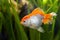 Juvenile oranda goldfish, commercial aqua trade breed of wild Carassius auratus carp, curious and weird