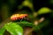 Juvenile orange assassin bug