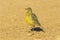 Juvenile Orange-breasted Longclaw Cape Longclaw on the gravel