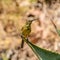 Juvenile Orange-breasted Sunbird