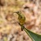 Juvenile Orange-breasted Sunbird