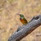 Juvenile Orange-breasted Sunbird