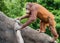 A juvenile Orangutan Climbing a tree trunk