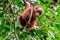 Juvenile Orangutan playing in the rainforest