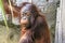 Juvenile Orangutan at ZooTampa