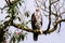 Juvenile ornate hawk-eagle perched in Tenorio national park, Costa Rica