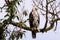 Juvenile ornate hawk-eagle perched in Tenorio national park, Costa Rica