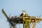 Juvenile Osprey on Artificial Nest Platform