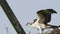 Juvenile Osprey Chick in Nest Strengthening Wings