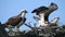 Juvenile Osprey Chick in Nest Strengthening Wings