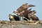 Juvenile Osprey Chicks with Parent