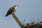 Juvenile Osprey Communicating from Wood Perch