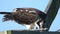 Juvenile Osprey Eating in the Nest