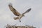 Juvenile Osprey landing in the nest
