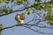 Juvenile Osprey Looking like Chicken in Tree