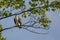 Juvenile Osprey Perched in Maple Tree