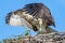 Juvenile Osprey preparing for take off