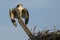 Juvenile Osprey Preparing for Takeoff while Screaming