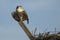 Juvenile Osprey Screaming