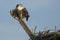 Juvenile Osprey Spreading Wings and Calling