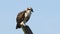 Juvenile Osprey Standing on the Nest Post