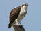 Juvenile Osprey Standing on Nest Post