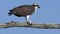 Juvenile Osprey in a Tree Eating a Fish