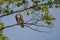 Juvenile Osprey in Tree Looking Down