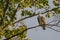 Juvenile Osprey in Tree Stretching Neck