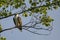 Juvenile Osprey Turning Head