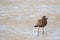 Juvenile Pacific Gull bird walking on low tide seashore looking