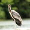 Juvenile Painted Stork, Mycteria leucocephala, Ranganathittu Bird Sanctuary, Karnataka, India