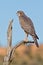 Juvenile Pale Chanting Goshawk