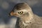 Juvenile pale chanting goshawk