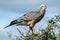 Juvenile Pale Chanting Goshawk Bird