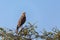 Juvenile pale chanting goshawk Namibia Africa wildlife