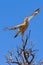 Juvenile pale chanting goshawk takes off from hunting tree perch