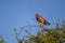 Juvenile Pale chanting goshawk in a tree against a clear blue sky