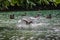 Juvenile Pelican Dives for fish, Punta Sal, Honduras