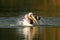 Juvenile pelican playing on water