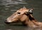 Juvenile Pere Davids Deer in Murky Water