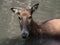Juvenile Pere Davids Deer Wading in Water