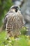 Juvenile peregrine falcon