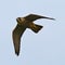 Juvenile peregrine falcon in flight